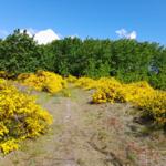 Weg durch gelbe Ginstersträucher zu einem Wald unter blauem Himmel.