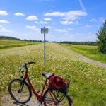 Ein rotes Fahrrad steht auf einem gepflasterten Weg neben einer Wiese mit weißen Blumen.