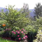 Ausblick ins Garten