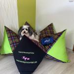 Ein kleiner Hund sitzt auf bunten Kissen im Eingangsbereich.