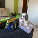 Ein Hund sitzt auf einem Sofa mit Kissen und einer Decke.