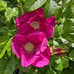 Zwei leuchtend magentafarbene Rosenblüten mit grünen Blättern im Garten.