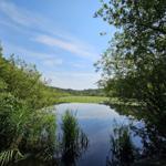 Ein ruhiger See mit Wasserpflanzen und Bäumen im Hintergrund unter blauem Himmel.