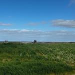 Grünes Grasland mit weißen Blumen, Blick auf Horizont und klaren Himmel.