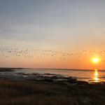 Sonnenuntergang über Meer mit Vogelherde im Flug