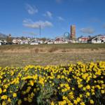 Viele gelbe Narzissen vor einem Grasfeld mit bunten Häusern und einem Freizeitpark im Hintergrund.