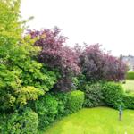 Garten mit grüner Rasenfläche, Büschen und Bäumen. Im Hintergrund sind Häuser zu sehen.