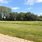 Grünes Feld mit Bäumen im Hintergrund und gepflastertem Weg im Vordergrund.