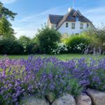Violette Lavendelblumen vor einem weißen Haus mit grünem Rasen und Bäumen.