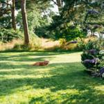 Ein Hund liegt auf einer grünen Wiese unter Bäumen und blühenden Pflanzen.