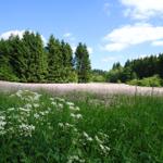 Ein Feld mit weißen und lila Blumen vor einem Wald unter blauem Himmel.
