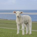 Ein junges Schaf steht auf einer grünen Wiese vor einem Gewässer.