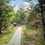 Pfad durch Wald zum Grillplatz mit Tisch und Bänken