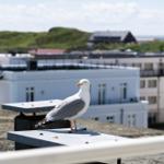 Möwe auf Dach mit Blick auf Gebäude und Hügel