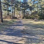 Path through forest with grassy area and trampoline in background.