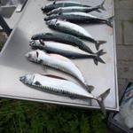 Mackerel lie on a metal surface next to a sink.
