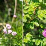 Zwei Bilder zeigen wilde Blumen im Gras. Links: rosa Blüten. Rechts: eine lila Rose mit grünen Blättern.