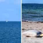 Sailboat on water and beach with cushion and binoculars.