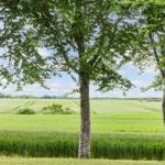 Drei Bäume rahmen ein grünes Feld unter blauem Himmel ein.