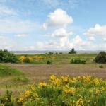 Weitläufiges Grasland mit gelben Blumen und Blick auf Wasser unter blauem Himmel mit weißen Wolken.