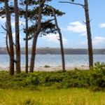 Sea with sailboats behind trees and grass