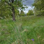 Green field with trees and a purple flower in the foreground under a cloudy sky.