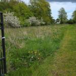 Green path through meadows with flowers and trees under cloudy sky.