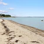 Strand mit Sand und Seegras, Seevogel auf Felsen, bewaldeter Uferbereich im Hintergrund.