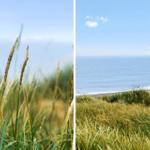Gras am Strand mit Blick auf das Meer unter blauem Himmel