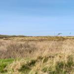 Weitläufiges Feld mit trockenem Gras unter blauem Himmel