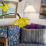 Zwei gelbe Narzissen vor einem Sofa mit Kissen und Wandbildern.
