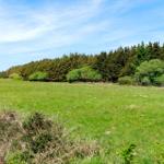 Grünes Feld mit Wald im Hintergrund unter blauem Himmel.