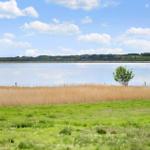 Green field with tall reeds and a tree by a lake under a blue sky.
