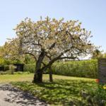 Behind the house is a blooming tree in the garden with lawn and wooden fence.