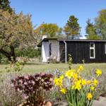 A small house with black siding and white extension stands on a green lawn. Yellow daffodils bloom in the foreground.