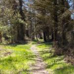 A path through a forest with tall trees and green grass.