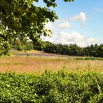 Green trees frame a field with red grass and purple flowers under a blue sky with white clouds.