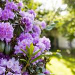 Lila Rhododendronblüten mit grünen Blättern im Garten. Sonne durchdringt das Laub.