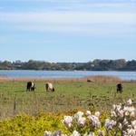 Green field with sheep, lake in background, and blooming magnolias in foreground.