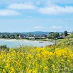 Vordergrund mit gelben Blumen, Blick auf Küstenlandschaft mit Häusern und Wasser unter blauem Himmel.