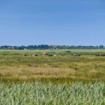 Weite Wiese mit grasenden Kühen unter blauem Himmel