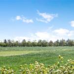 Weites grünes Feld unter blauem Himmel mit weißen Wolken und Baumreihe im Hintergrund.