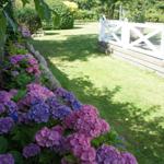 Gartenweg mit blühenden Hortensien und weißem Zaun