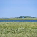 Grass area by the water with windsurfers and wind turbines in the background.