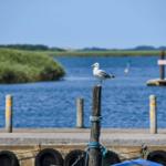 A seagull sits on a post at the harbor. In the background is a blue lake with shoreline.