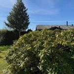 Hinterhof mit grünem Beet, Sträuchern und einem Haus im Hintergrund unter blauem Himmel.