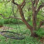 Swing hangs from a tree in the woods. Grass and leaves cover the ground.