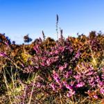 Violette Heideblumen blühen im sonnigen Feld unter blauem Himmel.