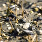 Beach with shells and plant stems in sunlight.