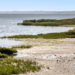 Shoreline with grass and water, view of the sea and distant horizon.